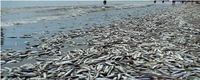 Heboh Fenomena Ikan Mati Massal di Aceh, Ada Apa?