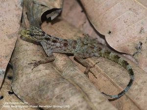 LIPI Identifikasi Spesies Cecak dan Keong Baru di Pulau Jawa