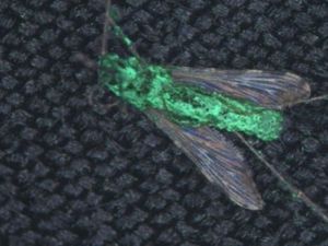 Jamur Penghasil Racun Laba-laba Efektif Bunuh Nyamuk Malaria