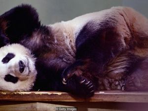 Alasan Mengapa China Pinjamkan Panda ke Kebun Binatang di Seluruh Dunia Alasan Mengapa China Pinjamkan Panda ke Kebun Binatang di Seluruh Dunia