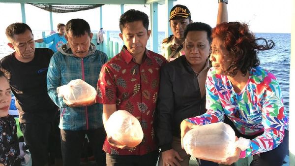 Susi Lepas 37.000 Benih Lobster yang Gagal Diselundupkan