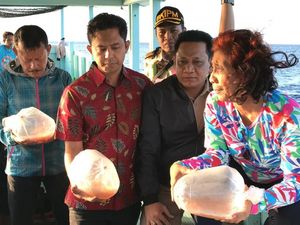 Susi Lepas 37.000 Benih Lobster yang Gagal Diselundupkan