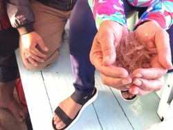 Menyelamatkan Lobster Kita