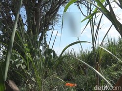 Warga Jombang Dikagetkan Penemuan Kerangka Manusia Tergantung di Pohon