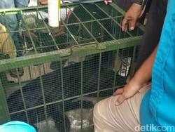 Terkam Warga, Macan Kumbang di Subang Dievakuasi dengan Tembak Bius