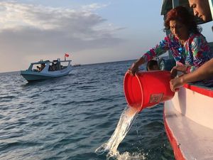 Sejak Kapan Susi Larang Ekspor Benih Lobster?