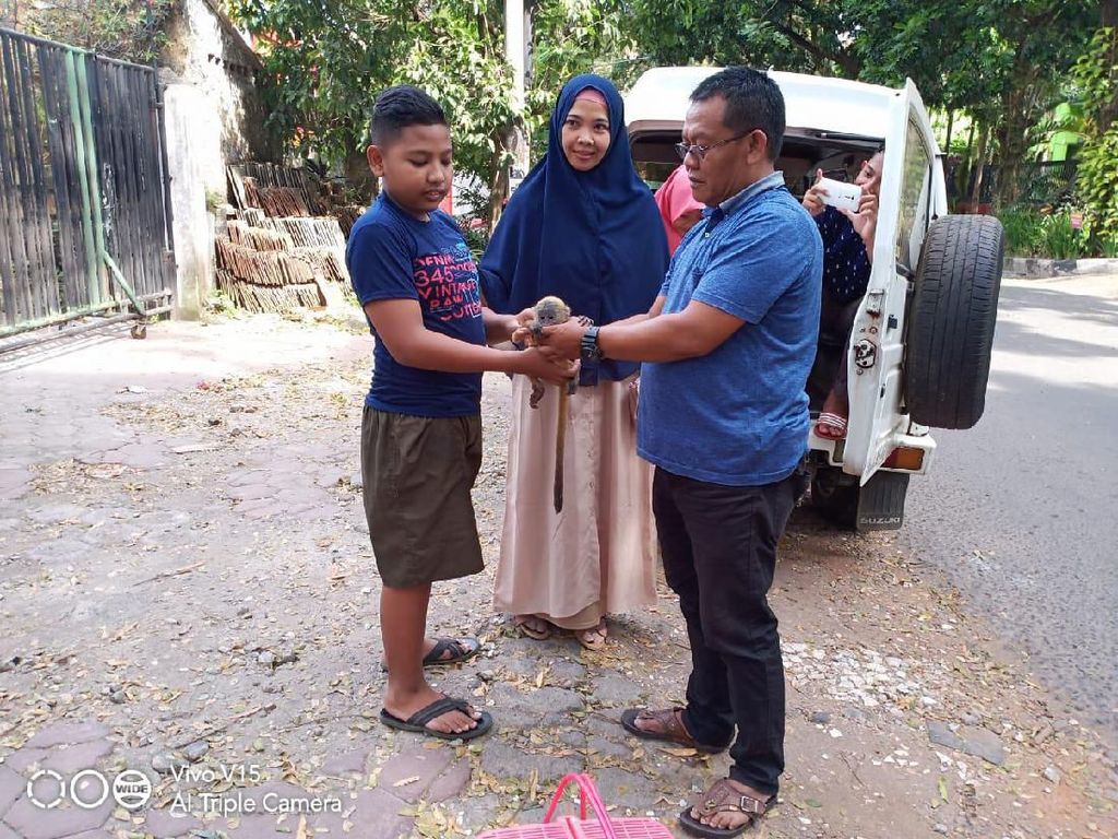 Dibuang di Jalanan, Bayi Lutung Oleh Warga Diserahkan ke BKSDA Dibuang di Jalanan, Bayi Lutung Oleh Warga Diserahkan ke BKSDA