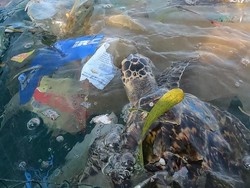 Viral di Instagram, Penyu Terjebak Sampah Ditolong Manusia di Bali