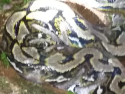 Geger Wa Sogo Tewas Diterkam Piton 7 Meter