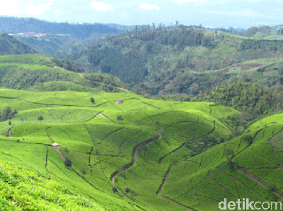 Rekomendasi Agrowisata Untuk Libur Lebaran di Brebes