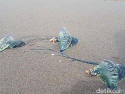Ubur-ubur Bluebottle Serang Nelayan di Sumbar, Warga Diminta Waspada