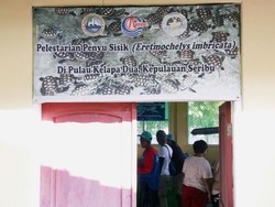 Libur Lebaran di Jakarta: Main Bareng Penyu di Kepulauan Seribu