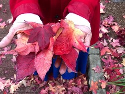 Berpuasa di Negeri Seribu Gereja, Adelaide, Australia