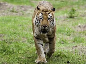 Aktivis: Harimau Benggala Dirawat untuk Konservasi, Bukan Jadi Peliharaan Aktivis: Harimau Benggala Dirawat untuk Konservasi, Bukan Jadi Peliharaan