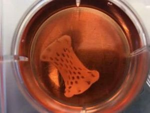 Plester Khusus Penambal Jantung Segera Bisa Dipakai Manusia