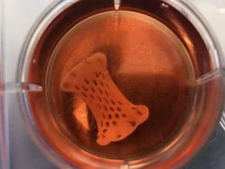 Plester Khusus Penambal Jantung Segera Bisa Dipakai Manusia