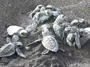 Nelayan Tertangkap Saat Hendak Jual Penyu ke Kedai Tuak