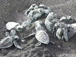 Nelayan Tertangkap Saat Hendak Jual Penyu ke Kedai Tuak