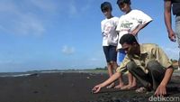 Pelepasan Ratusan Tukik di Pantai Marina Boom Banyuwangi