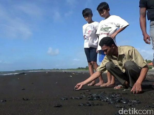Pelepasan Ratusan Tukik di Pantai Marina Boom Banyuwangi