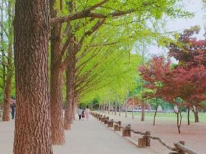 Pulau Nami, Si Cantik dari Korea Selatan