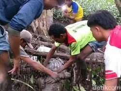 Bikin Resah, Buaya Muara 3 Meter Ditangkap Warga di Sumbawa NTB