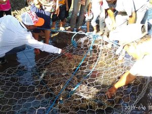BKSDA Diminta Segera Evakuasi Buaya yang Ditangkap Warga di Sumbawa BKSDA Diminta Segera Evakuasi Buaya yang Ditangkap Warga di Sumbawa