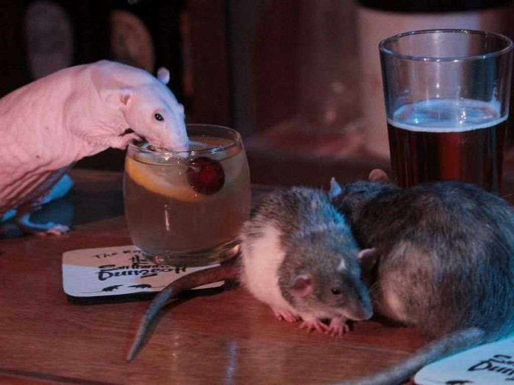 Bayar Rp 700 Ribu Kamu Bisa Main dan Minum dengan Tikus di Kafe Ini Bayar Rp 700 Ribu Kamu Bisa Main dan Minum dengan Tikus di Kafe Ini