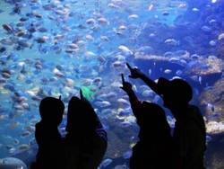 Jangan Kaget, Ancol Jadi Marine Themepark Terbesar se-Asia Tenggara