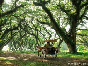 Hutan Lord of The Rings di Banyuwangi Ini Diserbu Ribuan Wisatawan