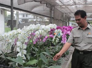 Budidaya Tanaman Anggrek Bisa Jadi Tempat Wisata di Cikampek