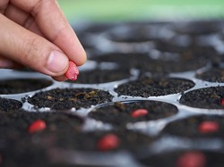 Bibit Tanaman Misterius dari China Teror Amerika