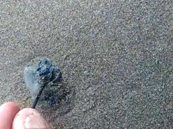 11 Pengunjung Pantai di Sukabumi Tersengat Ubur-ubur