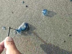 Ada Ubur-ubur, Petugas Imbau Warga Tak Berenang di Pantai Sukabumi