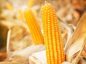 Terus Ekspor, Kementan Klaim Neraca Perdagangan Meningkat