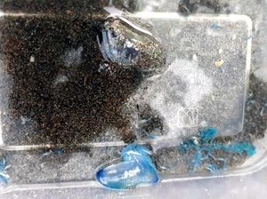 Penampakan Ubur-ubur yang Sengat Puluhan Wisatawan Palabuhanratu Penampakan Ubur-ubur yang Sengat Puluhan Wisatawan Palabuhanratu