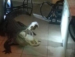 Buaya 3 Meter Ditemukan Berkeliaran di Dapur Rumah Warga AS