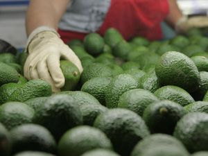 Pangsa Pasar Tinggi, RI Mau Ekspor Alpukat ke Jepang