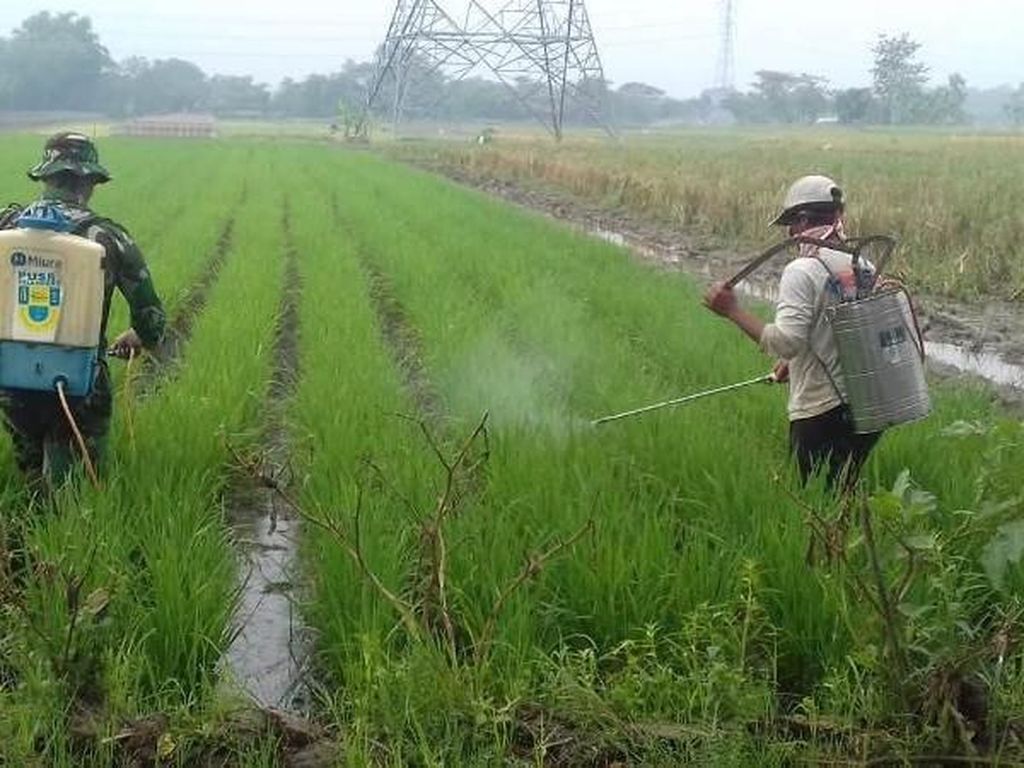 Daya Beli Petani Diklaim Meningkat, Ini Datanya Daya Beli Petani Diklaim Meningkat, Ini Datanya