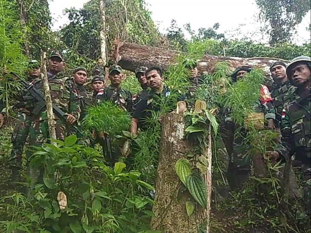TNI Temukan Ladang Ganja di Perbatasan Papua Nugini TNI Temukan Ladang Ganja di Perbatasan Papua Nugini