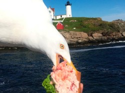 Apes Betul! Mau Foto Sandwich Malah Disambar Burung Camar