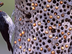 Foto Burung Pelatuk Ini Bikin Banyak Netizen Bergidik
