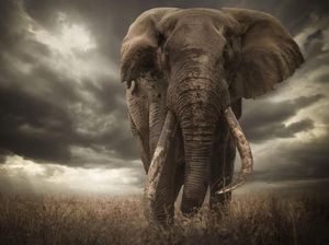 Gara-gara Telinga, Juara Foto Wildlife Ini Kena Diskualifikasi