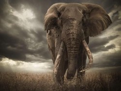 Gara-gara Telinga, Juara Foto Wildlife Ini Kena Diskualifikasi