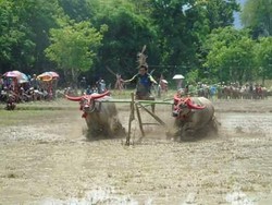 Barapan Kebo, Atraksi Budaya Masyarakat Agraris Sumbawa