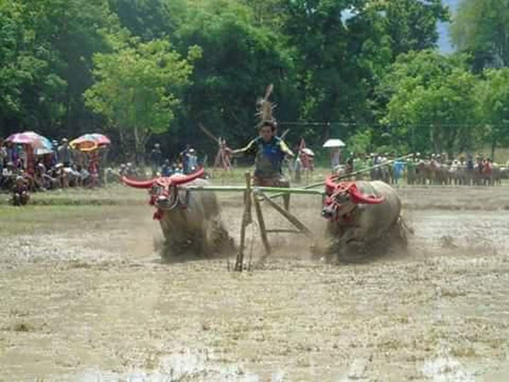 Mengenal Barapan Kebo, Tradisi Unik di Sumbawa Mengenal Barapan Kebo, Tradisi Unik di Sumbawa