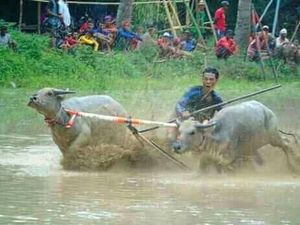 Potret Seru Barapan Kebo Sumbawa Usai Lebaran Potret Seru Barapan Kebo Sumbawa Usai Lebaran