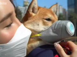 Saat Polusi Udara Sudah Makin Parah Sampai Peliharaan Juga Pakai Masker