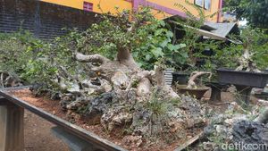Foto: Tempat Wisata Untuk Kamu Penggemar Bonsai