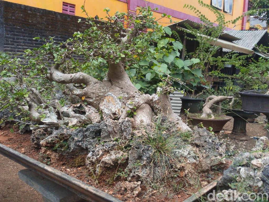 Ini Tempat Mengenal Bonsai di Kabupaten Semarang Ini Tempat Mengenal Bonsai di Kabupaten Semarang